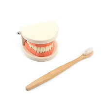 Load image into Gallery viewer, Practical Life Simulated Tooth Toy